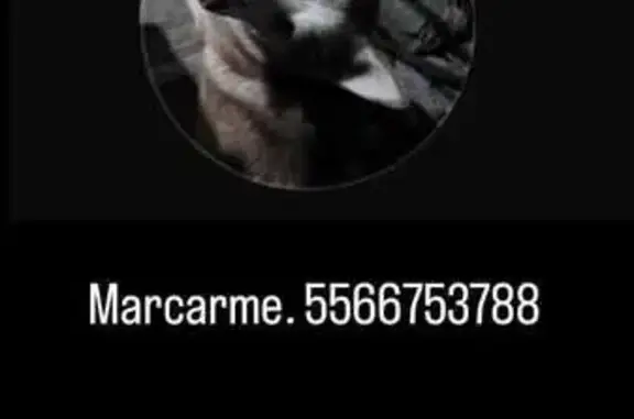Husky Gris Perdido en Chicoloapan: 2 Años