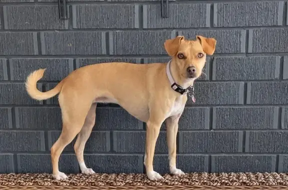 Lost: Timid Tan Jack Russell Mix