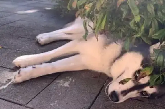 Lost Dog: Unique Blue/White Paw - Melbourne