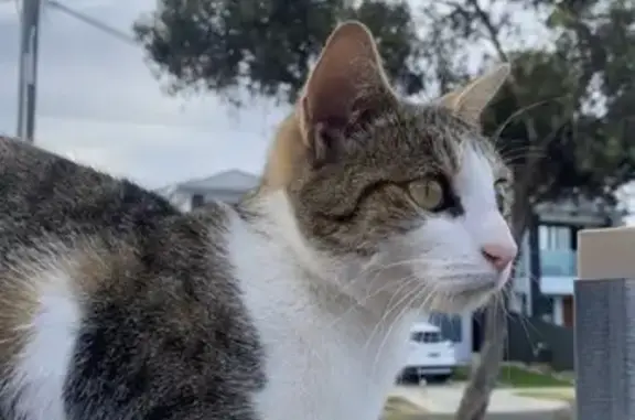 Lost cat, Salisbury