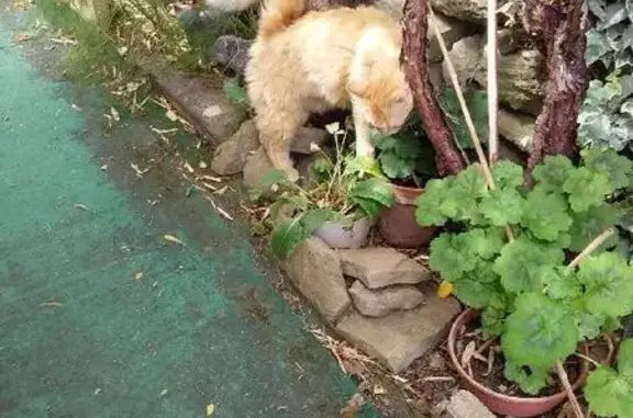 Chatte rousse 10 ans perdue à Trèbes - photo