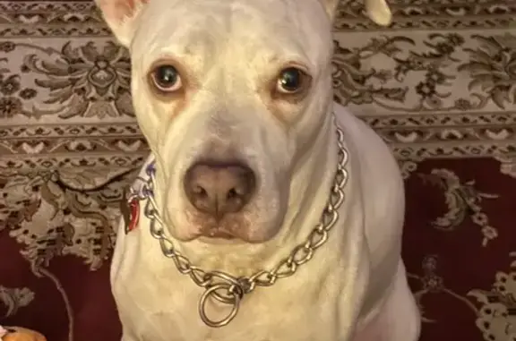 Lost pets Florida City, photo: Deaf White Dog Lost: Dexter in WPB, FL