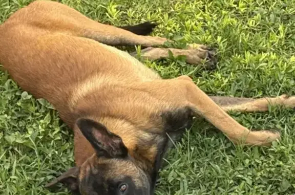 Found dog Miami, photo: Found Dog on SW 173rd St, Miami 14235