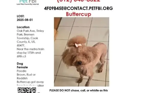 Missing dog Tinley Park, photo: Lost Apricot Toy Poodle in Tinley Park