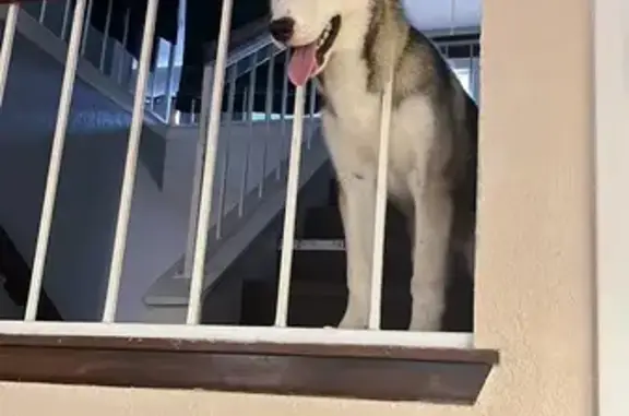 Found dog Richardson, photo: Lost Dog on South Greenville Ave!