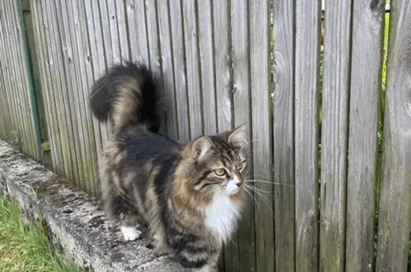 Chat perdue, peureuse, vue Rue de Leuhan - photo