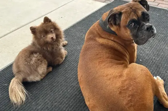 Lost Pomeranian: Help Find Fozzie!