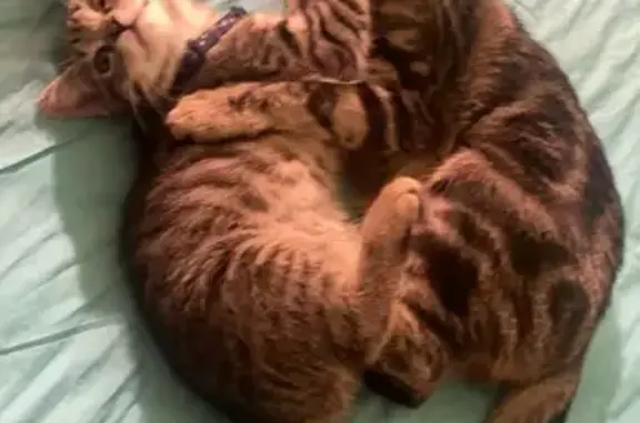 Lost Skittish Cat: Black & Grey, Pink Bow