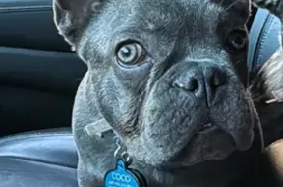 Lost Grey Dog Near Roosevelt & 7th St