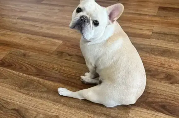 Lost French Bulldog in Glen Eira, VIC
