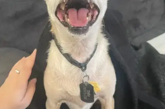 Missing dog North Las Vegas, photo: Lost Elderly Dog: Brown with White Fur