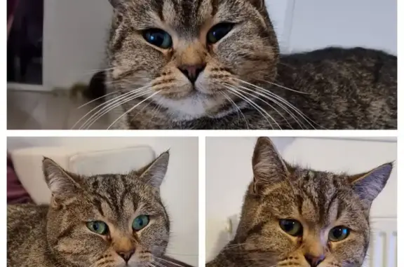 Chat perdu, Paron, photo: Chatte tigrée perdue à Paron, très craintive