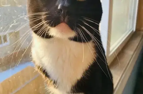 Lost Cat: Stripes & Dots, Tall Legs