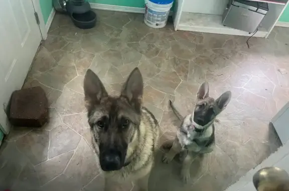 Lost German Shepherd - Hill Township
