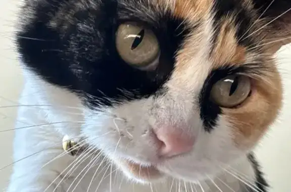 Lost Calico Cat: Friendly & Concerned Look
