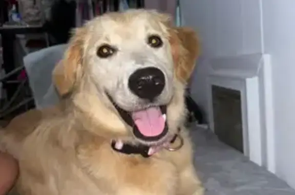 Lost Blonde Dog with Pink Collar in Tallassee