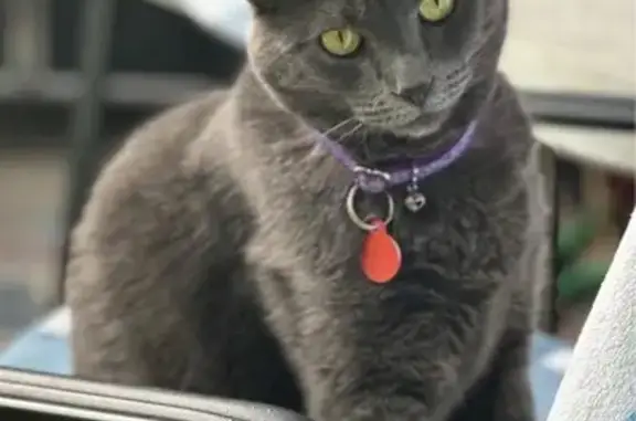 Missing cat West Haven-Sylvan, photo: Help Find Luca: Lost Grey Cat in West Haven