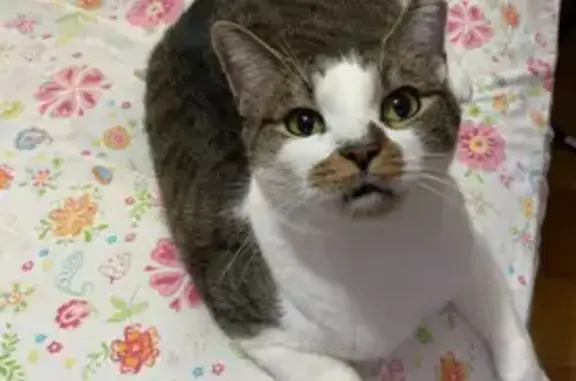 Missing cat , photo: Lost Cat: White & Tabby, Green Eyes