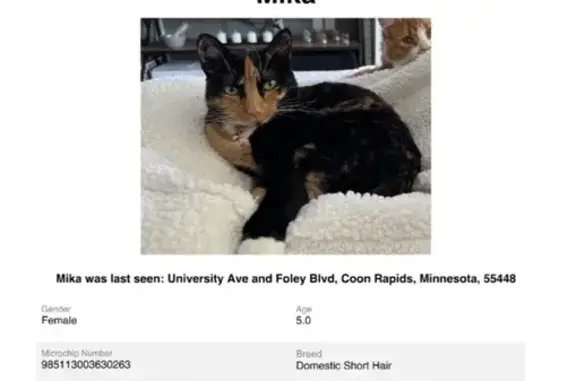 Lost pets Coon Rapids, photo: Lost Calico Cat: Pink Collar, Coon Rapids
