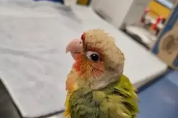 Lost Bird Alert: Silver Band, Blue Mtns