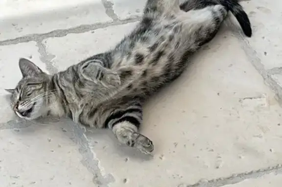Animaux perdus , photo: Chat perdue, langue sortie, Rue Moilleret