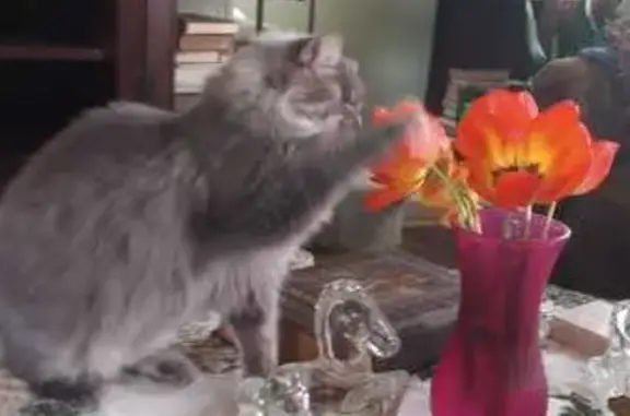 Blind Gray Cat Lost on Liberty Way