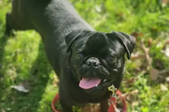 Lost Black & White Pug in Cleveland Area