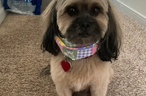 Lost Dog on Halifax Road, Petersburg
