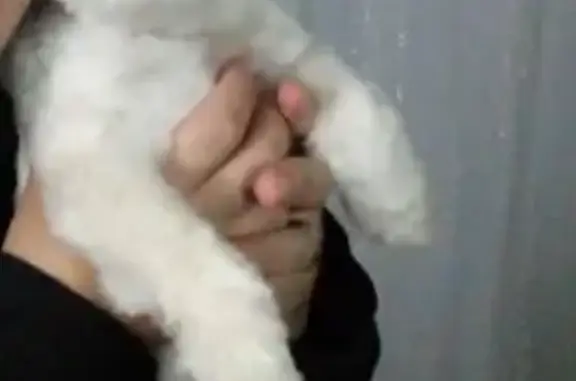 cachorro desaparecida