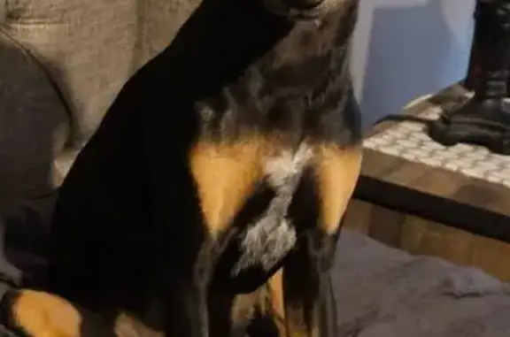 Lost Doberman Mix: Black & Brown, Carbondale