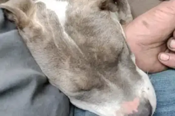 Lost Dogs Bubba & Spot: Missing in Independence