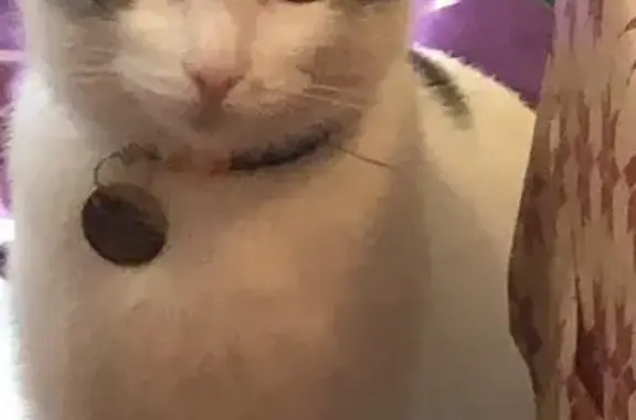 Lost: Striped-Tail Shorthair in Plaistow