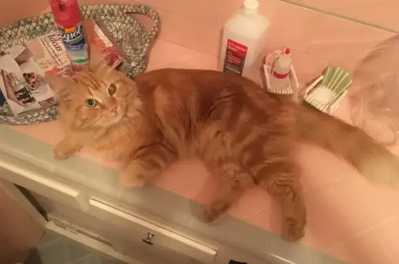 Lost and found pets Pasadena, photo: Lost Orange Tabby: Bennet Needs Help!