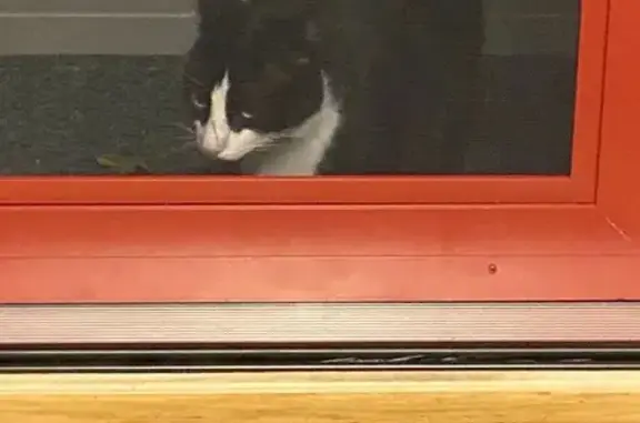 Friendly Cat Found in South Kingstown