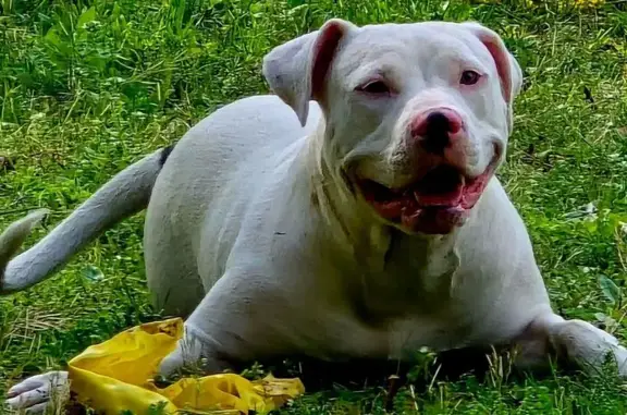 Lost Dog: White with Spots, $500 Reward!