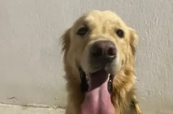 Perrito Juguetón Hallado en Pl...