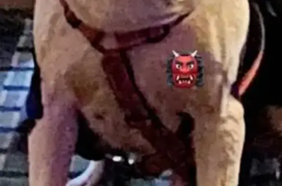 Lost and found pets Hueytown, photo: Help Find My Beloved Pittbull Buddy!