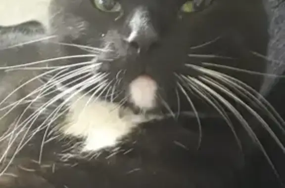 Animaux perdus Cozes, photo: Chat noir perdu, taches blanches, Cozes