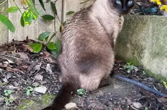 Animaux perdus Gardanne, photo: Chat siamois perdu, 8kg, médaille, Gardanne
