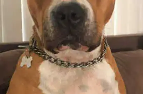 Lost Dog Piper: Help Find Her in Lismore