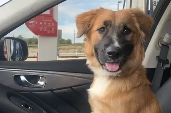 Lost Dog: Tan Fur, Black Nose, Fort Worth