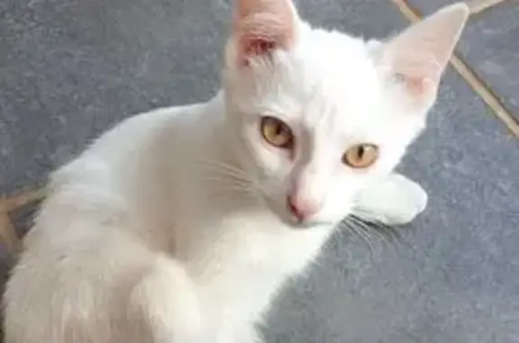 Animaux trouvés Aurillac, photo: Chat blanc câlin trouvé boitant à Aurillac