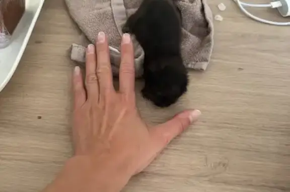 Chaton noir trouvé cherche foyer urgent - photo