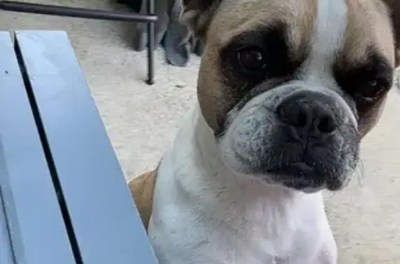 Animaux trouvés , photo: Chien mâle castré trouvé à Huppain