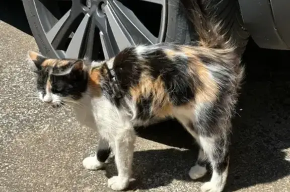 Chat trouvé , photo: Chat tricolore trouvé rue des Sports