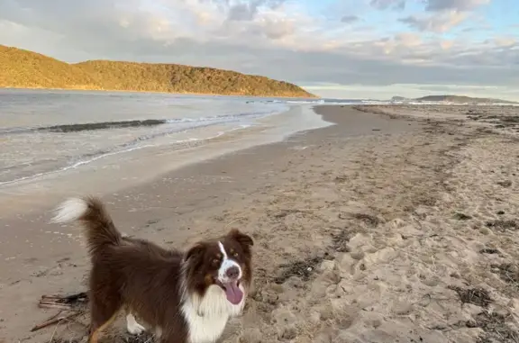 Lost Dog: Brown & White, Caramel Markings