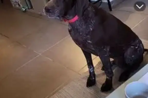 Chien perdu Sernhac, photo : Braque allemand marron truité volé à Sernhac