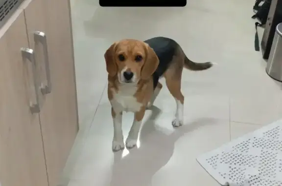cachorro desaparecida