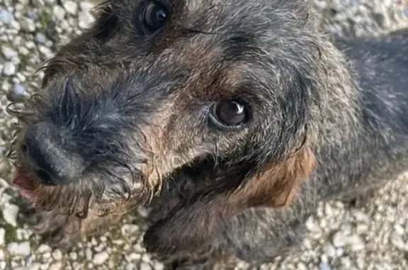 Chienne trouvée Rue des Aubépines - photo