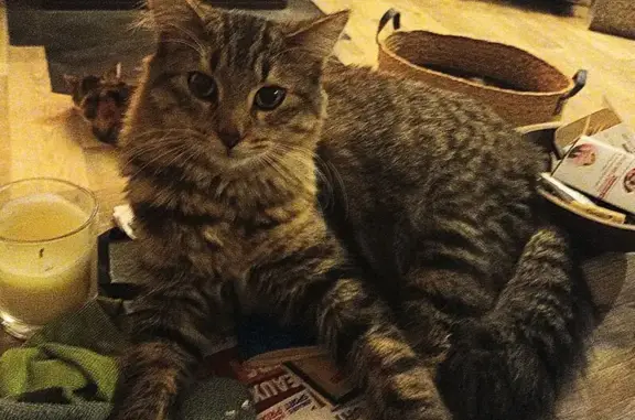 Chat perdu, , photo: Chat tigré gris perdu à Guerlédan